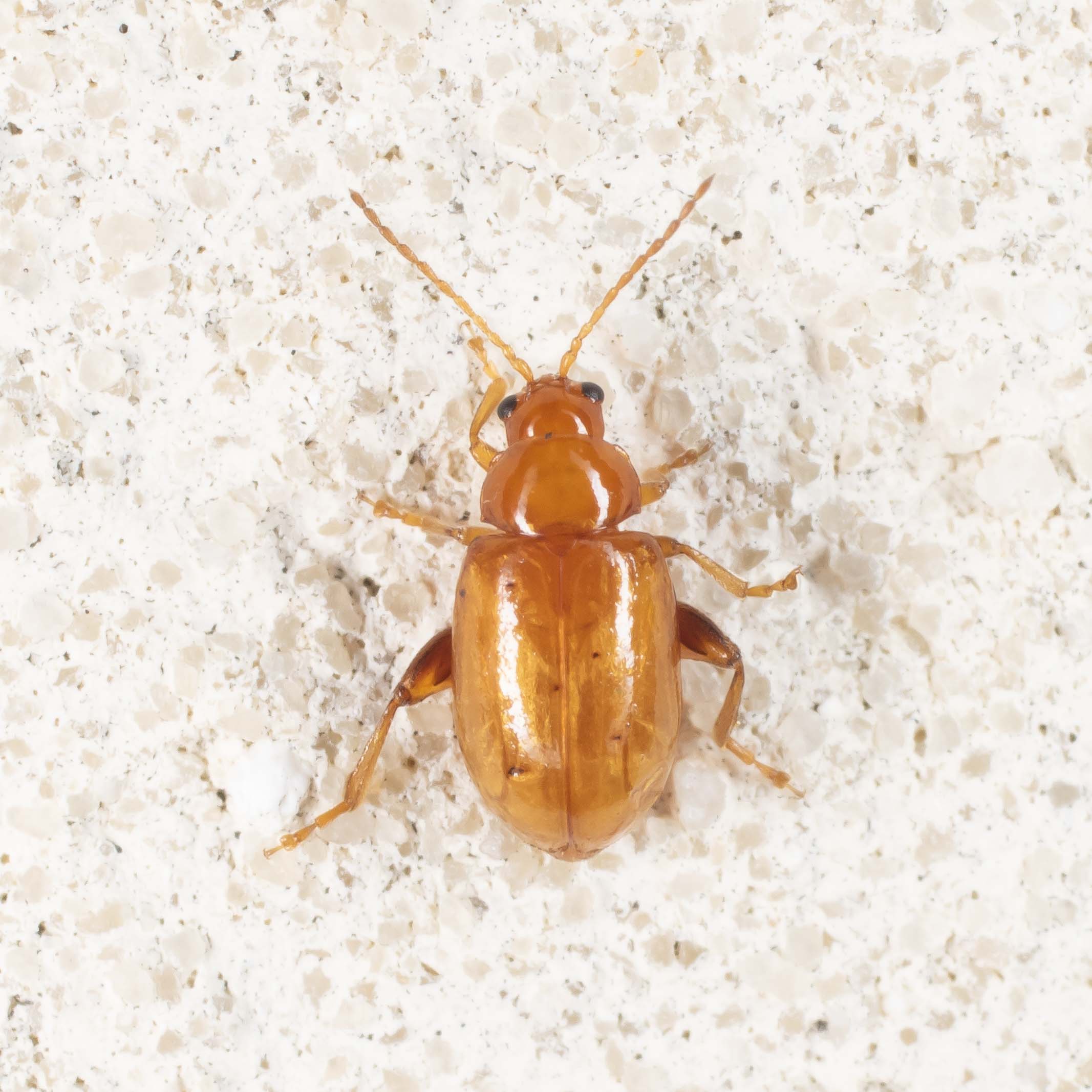 Chrysomelidae: Aphtona sp.?